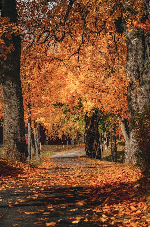 Leaves The World Behind Cuticle Oil