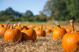 Pumpkin, Spice, And Everything Nice Cuticle Oil