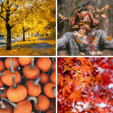 I Smell Fall Bundle
